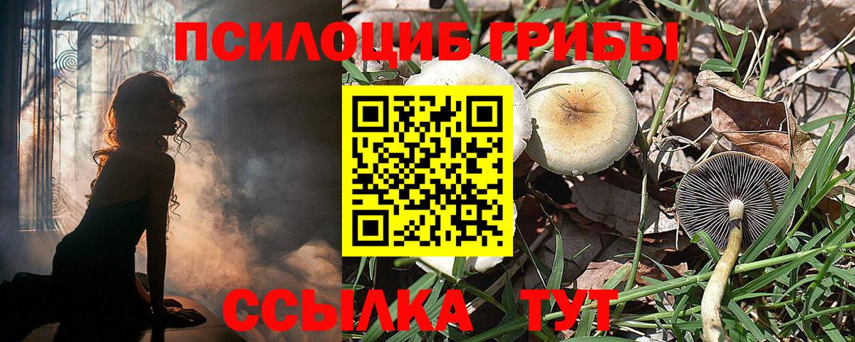 Псилоцибиновые грибы Psilocybe Миллерово